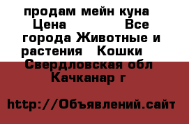 продам мейн куна › Цена ­ 15 000 - Все города Животные и растения » Кошки   . Свердловская обл.,Качканар г.
